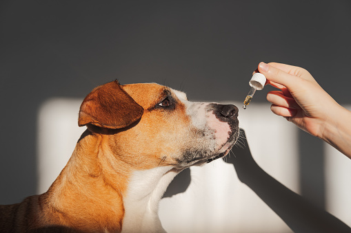 A Guide to Using CBD Oil for a Dog With Arthritis