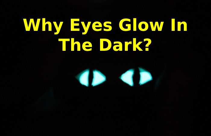 Why Eyes Glow In The Dark Glowing Eyes In The Dark