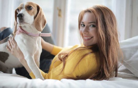 What to Look for When Buying a Dog Bed: A Buyer’s Guide