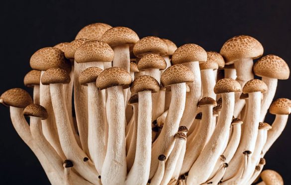  Golden Teachers Mushroom: A Practical And Cost-Effective Medicinal Mushrooms