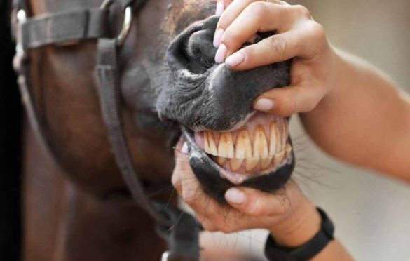  How To Preserve a Horse’s Teeth?