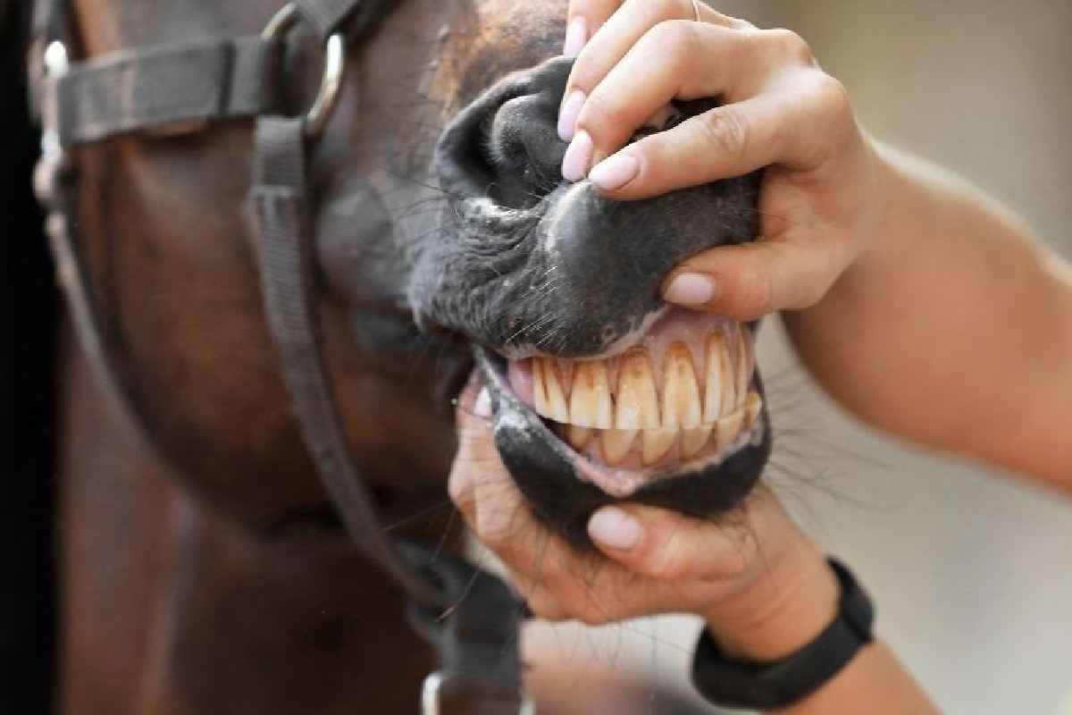 How To Preserve a Horse’s Teeth?