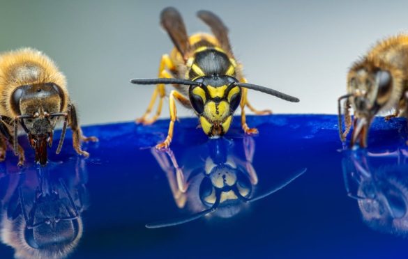 Do Big Dragonflies Bite Hurt