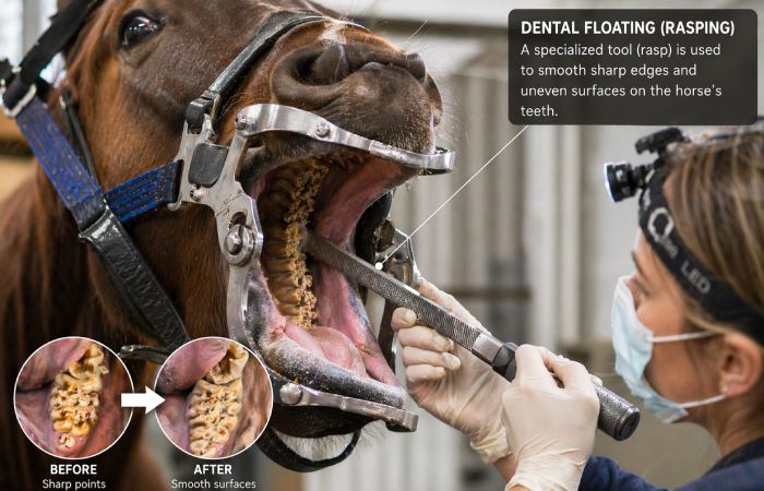 equine dentist performing floating procedure to file horse teeth