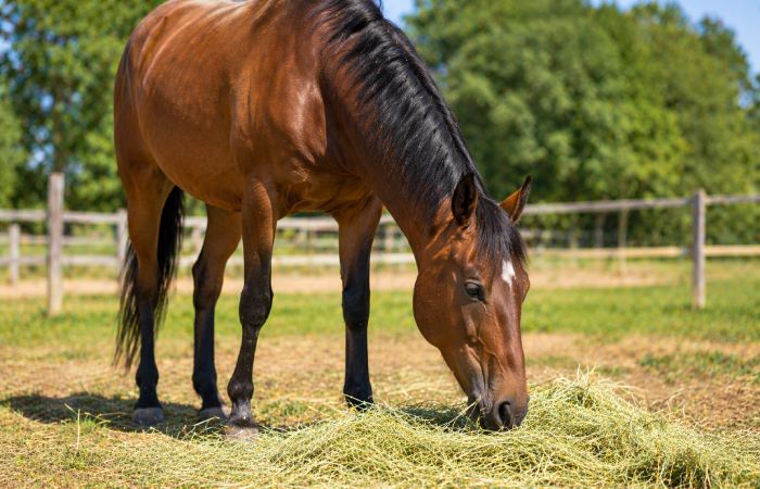 horse eating hay from ground in natural grazing posture