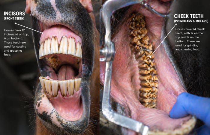 close-up of horse teeth showing incisors and cheek teeth structure